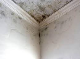 Best Mold Damage Restoration  in Ocean Springs, MS