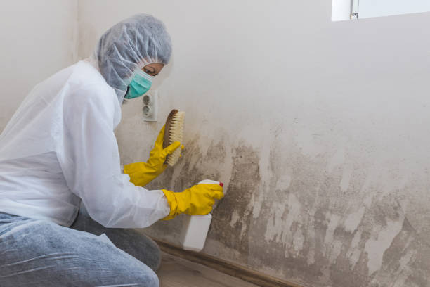 Best Mold Odor Removal Services  in Ocean Springs, MS