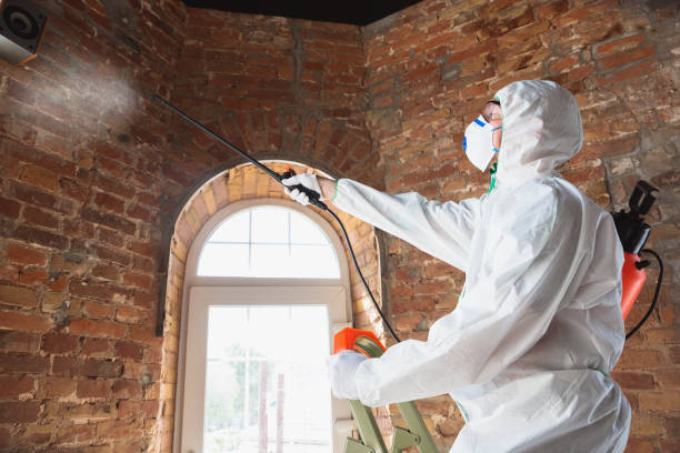 Best Basement Mold Removal  in Ocean Springs, MS