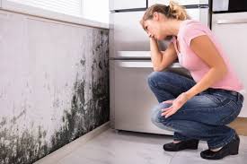 Reliable Ocean Springs, MS Mold Removal Services Solutions